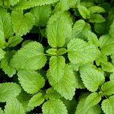 Organic Lemon Balm flower floral Hydrosol  Rosemary Garden